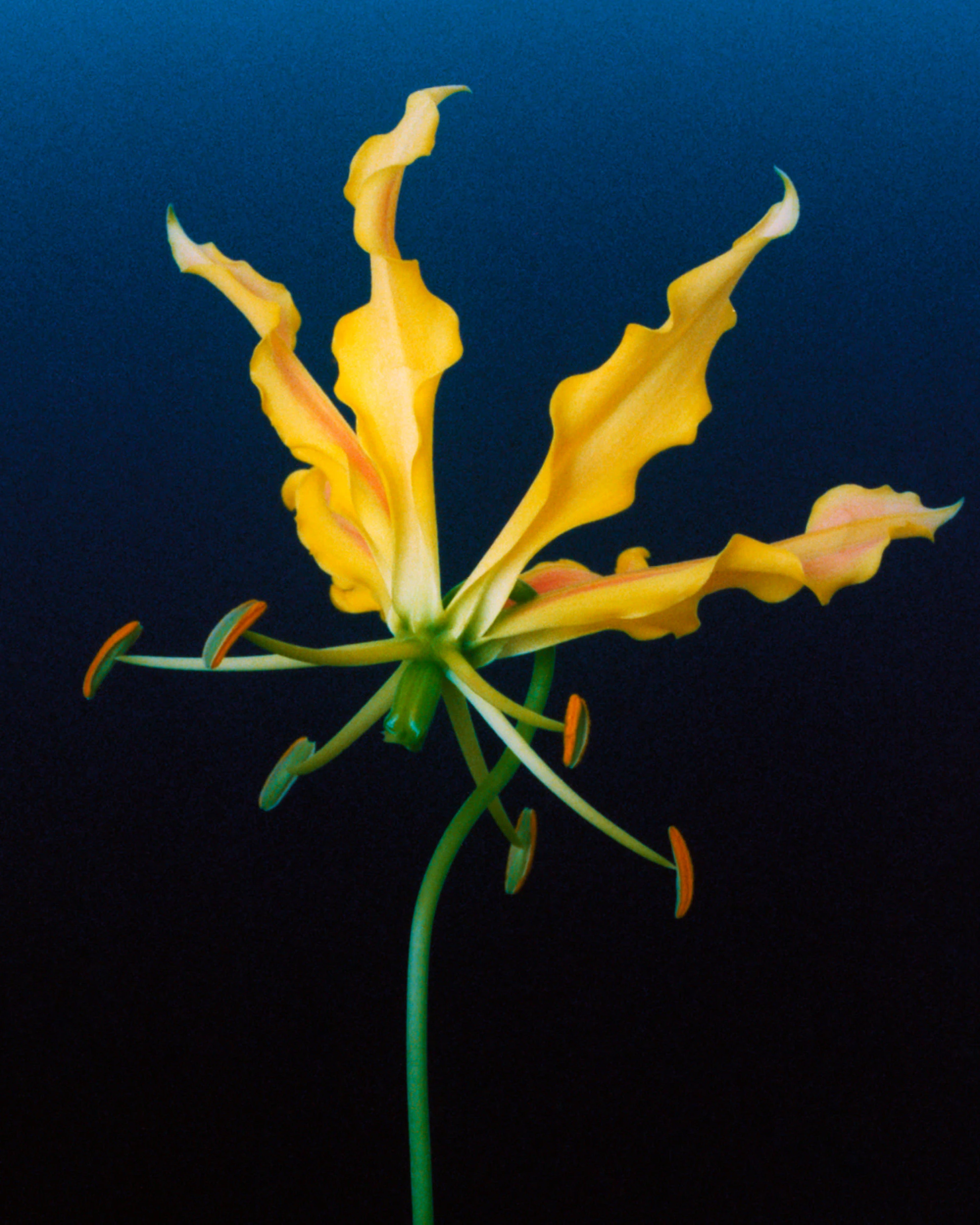 anther,flower,plant,petal,lily