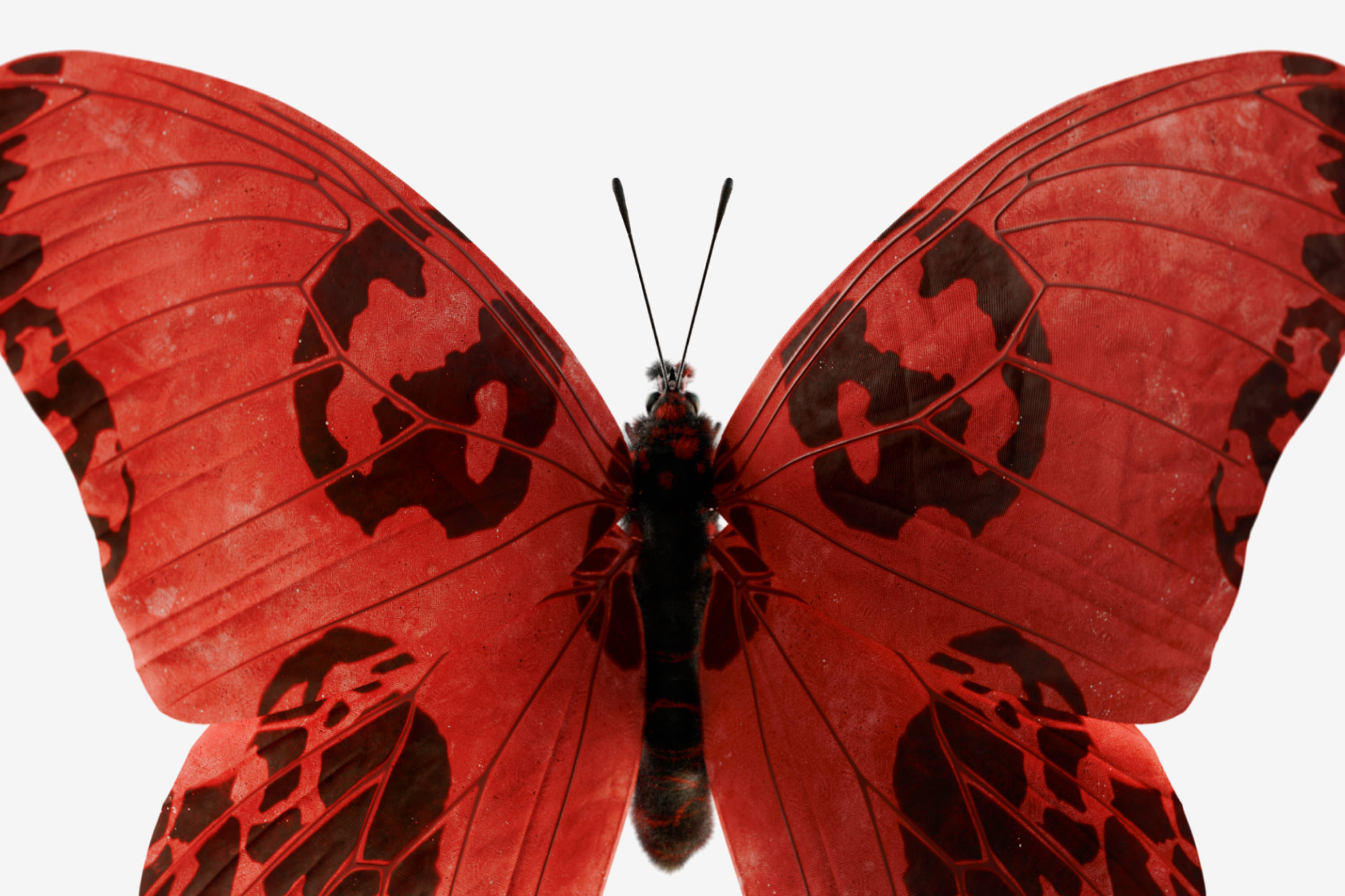 animal,butterfly,insect,invertebrate